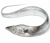 Ribbon Fish - ফিতা মাছ - তাড মাছ